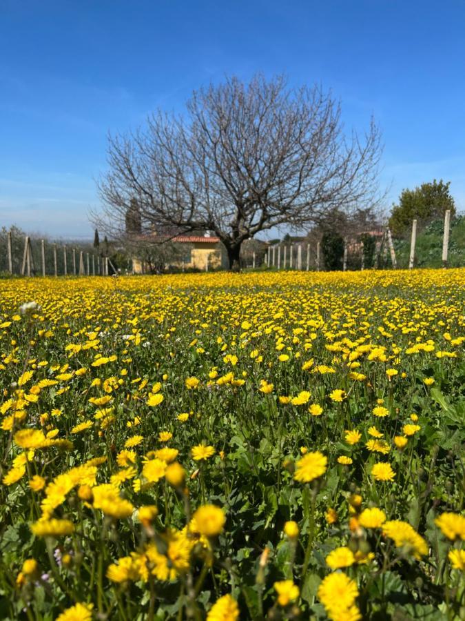 La Terrazza Sul Ciliegio Daire Marino Dış mekan fotoğraf